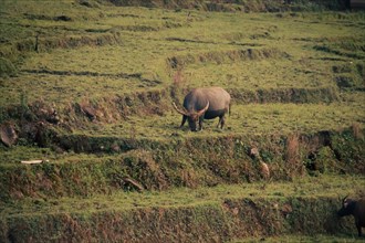A water buffalo grazing peacefully in the terraced rice field in the rural countryside in Lao Cai