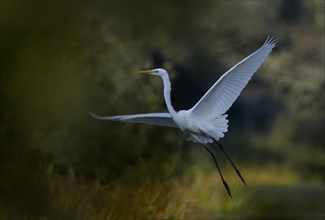 Flying great egret (Casmerodius albus), Lower Rhine, North Rhine-Westphalia, Germany, Europe