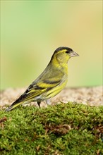 Eurasian siskin (Carduelis spinus), male sitting on moss, mossy ground, Wilnsdorf, North