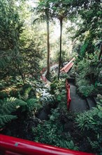 Red pedestrian bridge crosses a river in a densely overgrown forest park. Madeira, Portugal, Europe