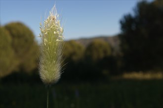 Beautiful plant known as hare's tail ortears of the virgin Lagurus ovatus. it is illuminated by the