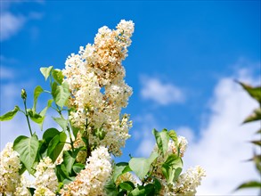Lilac (Syringa), white blossom against a blue sky