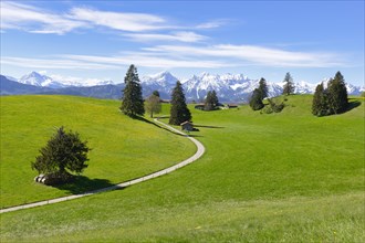 Landscape with trees near Fuessen, Allgaeu Alps, snow, Allgaeu, Bavaria, Germany, Europe