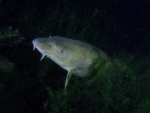 A barbel (Barbus barbus) hides between aquatic plants at night. Dive site Klosterinsel, Rheinau,
