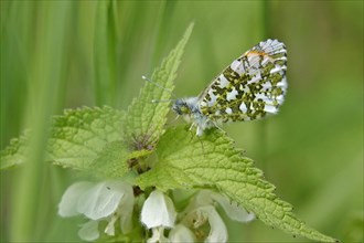 Orange tip (Anthocharis cardamines), May, Saxony, Germany, Europe