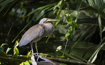Bare-throated tiger heron (Tigrisoma mexicanum) sitting on a branch, Tortuguero National Park,