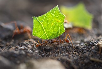 Leaf-cutter ants (Atta cephalotes) carrying a piece of leaf, rainforest, Tortuguero National Park,