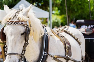 Close-up of a white horse pulling a tourist carriage with an out of focus background