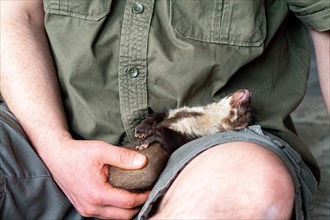 Beech marten (Martes foina), practical animal welfare, young animal sleeping on hand in a wildlife