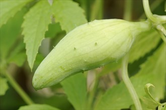 Caigua (Cyclanthera pedata), fruit, native to South America