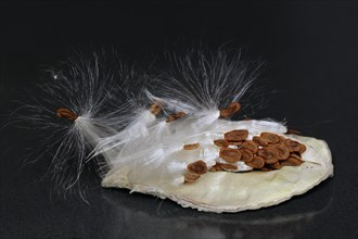 Common milkweed (Asclepias syriaca), fruit with flying seeds, ornamental plant, native to North