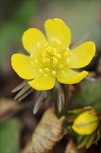 Winter aconite (Eranthis hyemalis), flower, North Rhine-Westphalia, Germany, Europe
