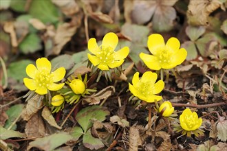 Winter aconite (Eranthis hyemalis), flowering, North Rhine-Westphalia, Germany, Europe