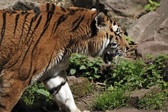 Siberian tigers (Panthera tigris altaica) Nuremberg Zoo, Am Tiergarten 30, Nuremberg, Middle