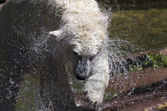 Polar bear (Ursus maritimus) shaking in the water, Nuremberg Zoo, Middle Franconia, Bavaria,