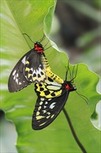 Bird moth (Ornithoptera priamus), male and female copulating, captive, occurrence in Australia