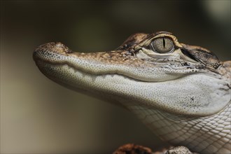 Mississippi alligator or american alligator (Alligator mississippiensis), juvenile, portrait,