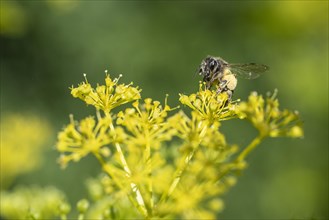 Honey bee (Apis mellifera) a Yellow umbel (Smyrnium perfoliatum), Emsland, Lower Saxony, Germany,