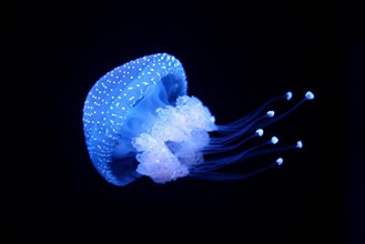 Tropical Jellyfish Phyllorhiza punctata white-spotted jellyfish aka floating bell, Australian