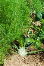 Fennel Bulb in garden bed. Annual fennel, Foeniculum vulgare azoricum. Florence or bulbing fennel.