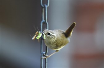 Eurasian wren (Troglodytes troglodytes) has insects in its beak