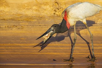 Jabiru (Jabiru mycteria) Pantanal Brazil