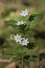 Chickweed wintergreen (Trientalis europaea), Emsland, Lower Saxony, Germany, Europe