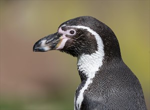Humboldt penguin (Spheniscus humboldti), portrait, occurrence in South America, captive, Germany,