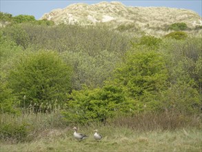 A pair of birds stands on a grassy area, surrounded by bushes and sand dunes in the background,
