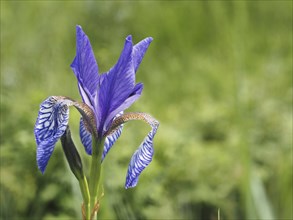 Siberian iris (Iris sibirica), close-up with focus stacking, near Irdning, Ennstal, Styria