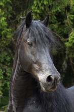 Friesian, Friesian horse