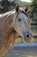 Andalusian, Andalusian horse