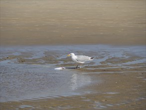 A seagull stands in shallow water on the beach and watches a fish, squabbling seagulls on a north