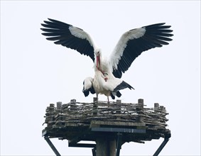 White storks (Ciconia ciconia), copula, mating, Germany, Europe