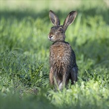 European hare (Lepus europaeus) sitting in the grass, fur is wet, wildlife, Thuringia, Germany,