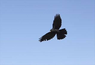 Alpine chough (Pyrrhocorax graculus) flying in the blue sky, St. Gallen, Switzerland, Europe