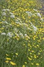 Cow parsley (Anthriscus sylvestris) and tall buttercup (Ranunculus acris), Emsland, Lower Saxony,