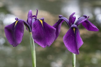 Bristle-pointed iris (Iris setosa), Emsland, Lower Saxony, Germany, Europe