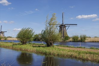 Windmills and trees in a landscape by a river under a blue sky, many historic windmills by a river