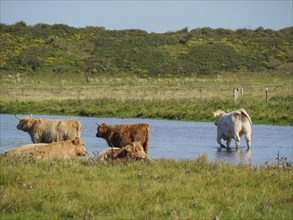 Several cows relaxing in the water next to a green meadow and hilly landscape on a sunny day, many