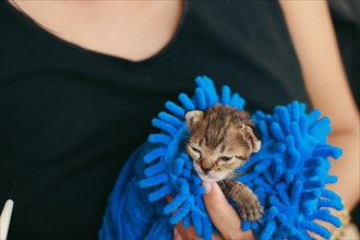 A small rescued kitten is wrapped in a warm blue towel and cradled in the hand of a volunteer at an