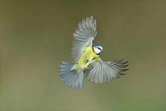 Blue tit (Parus caeruleus) in flight, flight photo, high speed flight photo Wilnsdorf, North