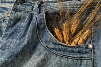 Ripe ears of wheat sticking out of the pocket of blue jeans