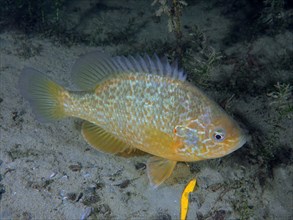 An orange fish, pumpkinseed sunfish (Lepomis gibbosus), rests alone next to green plants on the