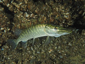 A pike (Esox lucius), swimming near the bottom of a freshwater habitat covered with quagga mussel