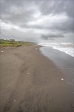 Beach, coast with rainforest, Tortuguero National Park, Costa Rica, Central America