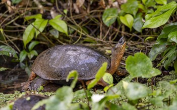 American tortoise (Rhinoclemmys funerea) among aquatic plants, Tortuguero National Park, Costa