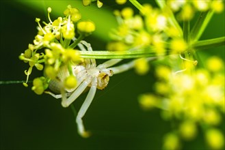 Flower Crab Spider, Misumena, spider on white folwers