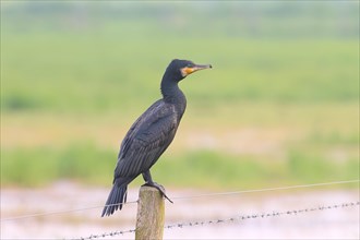 Great cormorant (Phalacrocorax carbo), sitting on a pasture fence, Ochsenmoor, spring, Lake