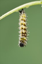 Small tortoiseshell (Nymphalis urticae, Aglais urticae), caterpillar shortly in front of pupation,